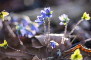 Liverwort, detail Liverwort, detail